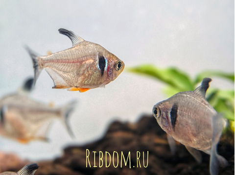Тетра-фантом (чёрный орнатус, научное наименование — Hyphessobrycon megalopterus) — вид тропических пресноводных лучепёрых рыб из семейства харациновых.