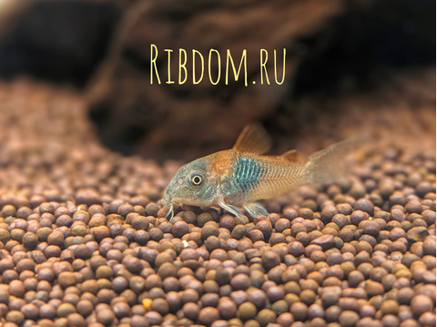 Corydoras venezuelanus — название аквариумной рыбки из семейства панцирных сомов. Существует две цветовых вариации этого вида — «оранж» и «блек»:Corydoras venezuelanus — название аквариумной рыбки из семейства панцирных сомов. Существует две цветовых вариации этого вида — «оранж» и «блек»: