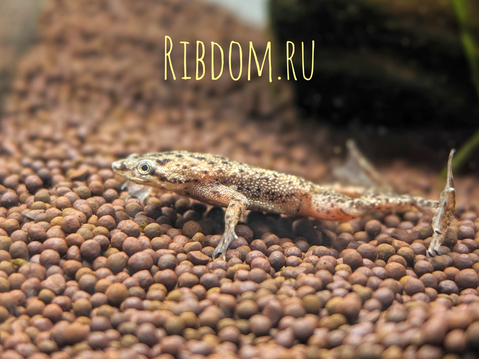 ЛЯГУШКА КАРЛИК ГИМЕНОХИРУС БЕТТГЕРА - ​Hymenochirus boettgeri — вид земноводных семейства пиповых, также известен как карликовый когтеносец или когтеносец Бёттгера. Видовое название дано в честь немецкого зоолога Оскара Бёттгера (1844–1910).