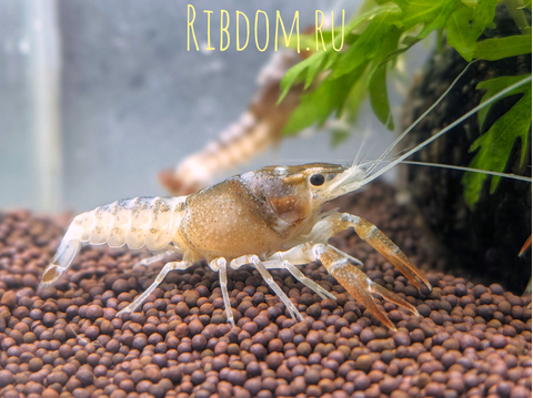 Флоридский белый рак (Procambarus clarkii) — аквариумная разновидность раков, известная своей белоснежной окраской и мощными клешнями.