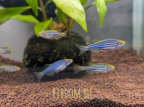 Данио Глофиш (GloFish) — генетически модифицированная форма рыбы данио рерио, обладающая флуоресцентной окраской. Название происходит от английских слов glow («сияние») и fish («рыба»).