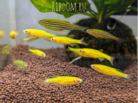 Данио ГлоФиш (Danio GloFish) — это генетически модифицированная форма популярной аквариумной рыбки данио-рерио (Danio rerio), которая отличается ярким флуоресцентным свечением различных цветов. Эти рыбки были выведены путем добавления генов морских медуз и кораллов, продуцирующих светящийся белок.