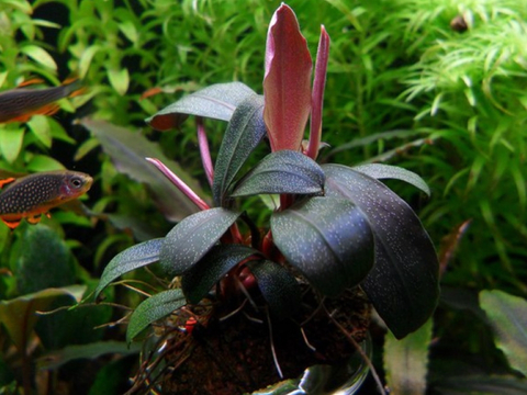 БУЦЕФАЛАНДРА МИНИ ЧЕРНЫЙ КОВЕР - Bucephalandra mini black carpet