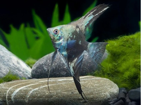 Скалярия Пиной Дымчатый (Pterophyllum scalare Pinoy Smoky)