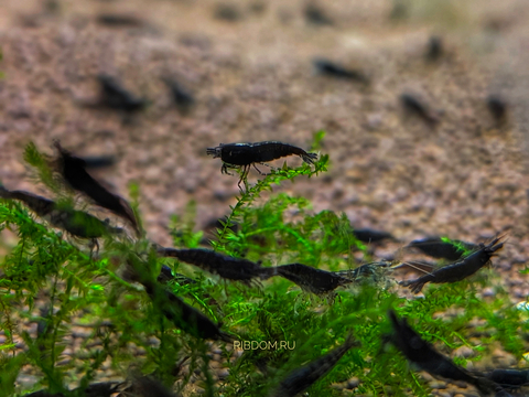 КРЕВЕТКА ЧЕРНЫЙ ШОКОЛАД - Neocaridina davidi - Black Choco Shrimp