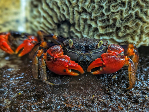Neosarmatium smithi (Red Spider Crab) — полусухопутный краб из семейства Sesarmidae, известный своей яркой окраской и характерной формой тела.