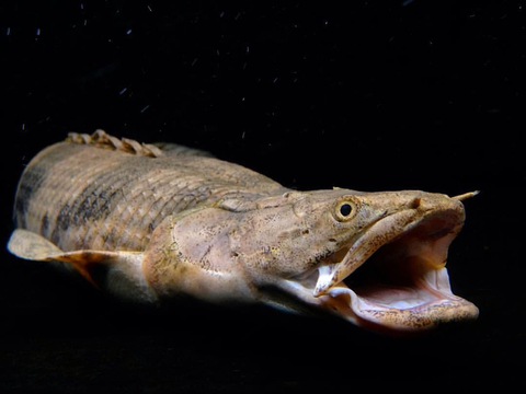 Polypterus endlicheri — пресноводная лучепёрая рыба из семейства Многоперовые. Второе название — тигровый полиптерус — за характерные тёмные полосы поперёк тела.