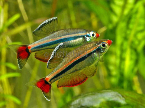Кардинал (Tanichthys albonubes) — небольшая аквариумная рыбка из семейства карповых. Название получила за присутствие в окрасе красного цвета, напоминающего цвет мантии высокопоставленных священников Католической церкви.