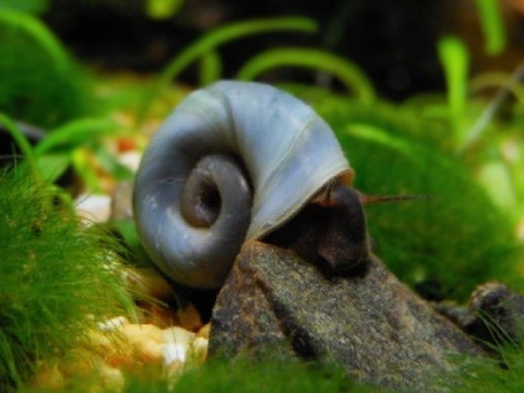 ​Planorbarius corneus (также известна как голубая или мраморная катушка, роговая катушка) — вид сидячеглазых улиток из семейства катушек (Planorbidae).