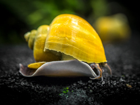 Pomacea bridgesii — вид брюхоногих моллюсков из семейства Ampullariidae отряда Architaenioglossa.