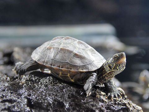 Mauremys reevesii (китайская трёхкилевая черепаха, черепаха Ривза) — вид черепах из семейства Geoemydidae.