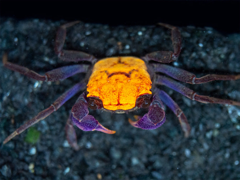 КРАБ ВАМПИР ЛИМОН - Geosesarma - CRAB-VAMPIRE (LEMON)