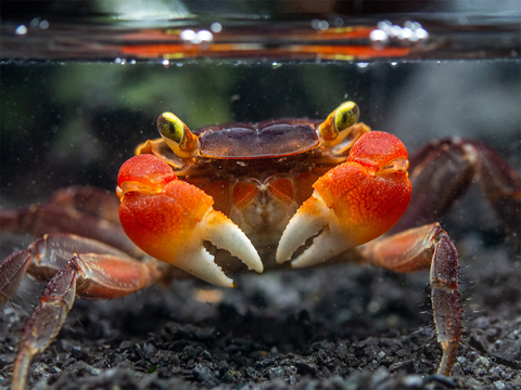 Red Apple Crab (Metasesarma aubryi) — полусухопутный краб, известный также как красный мангровый краб или томатный краб.