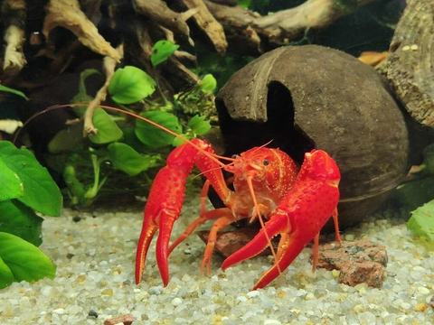 Флоридский красный рак (Procambarus clarkii) — пресноводное ракообразное из отряда Десятиногих раков. Известен также под названиями красный калифорнийский и вьетнамский рак.