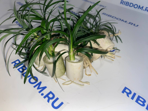 ОФИОПОГОН ПУСИЛЛУС - Ophiopogon pusillus