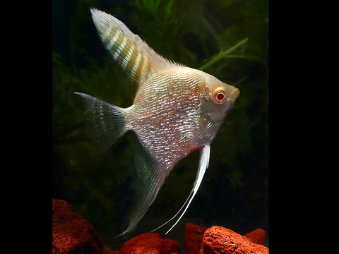 Pterophyllum scalare var Gold — селекционная форма обыкновенной скалярии, известная также как «золотая» или «жёлтая скалярия».