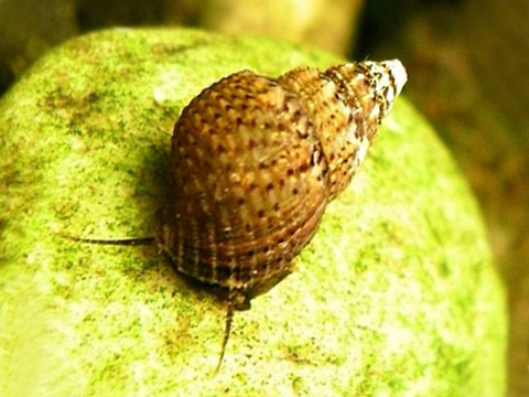 Melanoides granifera (мелания гранифера, или лоскутная мелания) — вид тропических пресноводных улиток семейства Thiaridae.