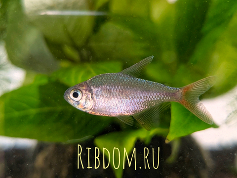 Эквадорская тетра (научное название — Hyphessobrycon equadoriensis) — это небольшая стайная рыбка из семейства Харациновые. Её также называют сапфировой тетрой или хифессобриконом эквадорским.Эквадорская тетра (научное название — Hyphessobrycon equadoriensis) — это небольшая стайная рыбка из семейства Харациновые. Её также называют сапфировой тетрой или хифессобриконом эквадорским.