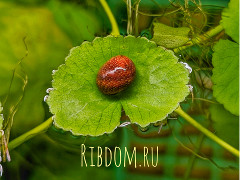 Улитка Батик (Neritina Variegata) — пресноводный моллюск из семейства Neritidae, популярный в аквариумистике благодаря своей внешности и роли «чистильщика» аквариума.