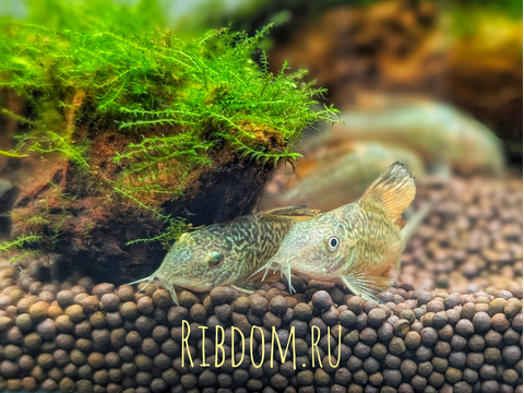 КОРИДОРАС ИЗУМРУДНЫЙ БРОХИС  ​Brochis splendens — вид лучепёрых рыб из семейства панцирных сомов, известный также под названиями: зелёный сомик, зелёный брохис, изумрудный сомик. Некоторые систематики относят этот вид к сестринскому роду коридорасов (лат. Corydoras splendens).КОРИДОРАС ИЗУМРУДНЫЙ БРОХИС  ​Brochis splendens — вид лучепёрых рыб из семейства панцирных сомов, известный также под названиями: зелёный сомик, зелёный брохис, изумрудный сомик. Некоторые систематики относят этот вид к сестринскому роду коридорасов (лат. Corydoras splendens).