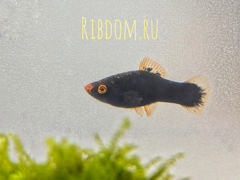 Меченосец чёрный (Xiphophorus hellerii var Black) — селекционная форма меченосца Геллера (зелёного). В природе не встречается.