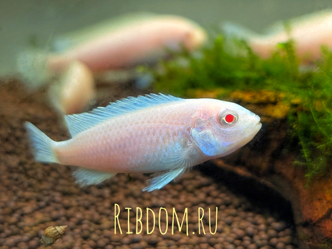 Pseudotropheus pindani «Снежный принц» (альбиносная форма псевдотрофеуса Пиндани, также известная как Pseudotropheus socolofi albino) — селекционная форма малавийской цихлиды. Отличается белоснежной окраской тела и ярко-красными глазами.