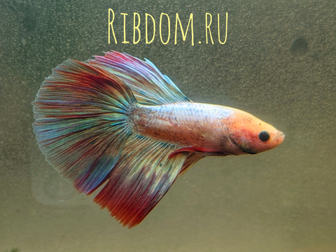 Петушок Халф Мун (международное название — Betta Halfmoon (Betta splendens)) — селекционная форма лабиринтовой рыбы, другое название — бойцовая рыбка. Название переводится как «полумесяц» и связано с формой хвоста, который в расправленном виде образует угол в 180°.