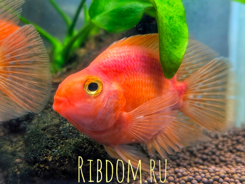 Red Parrot Cichlid (красный попугай) — искусственно выведенный гибрид южноамериканских цихлид, созданный тайваньскими селекционерами. Не встречается в дикой природе.