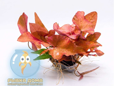 НИМФЕЯ РУБРА КЛУБЕНЬ