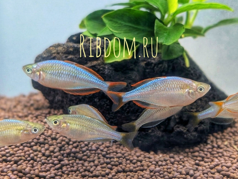 Радужница неоновая (Melanotaenia praecox) — пресноводная лучеперая рыба из семейства Меланотениевые. Иногда её называют «карликовая радужница».
