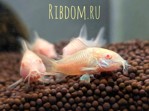Коридорас золотистый альбинос (Corydoras aeneus albino) — селекционная форма крапчатого коридораса, не встречающаяся в природе. Отличается от номинального вида отсутствием пигмента.