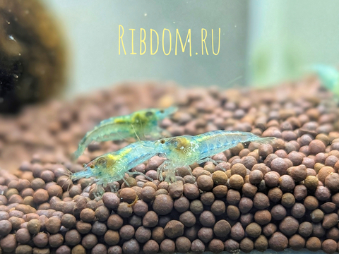 КРЕВЕТКА ГОЛУБАЯ ЖЕМЧУЖИНА - Blue Pearl Neocaridina