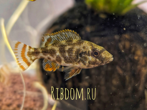 Хаплохромис Ливингстона (лат. Nimbochromis livingstonii) — пресноводная лучепёрая рыба из семейства Цихловые. Ранее её относили к роду Хаплохромис (Haplochromis), но современные систематики перенесли вид в род Нимбохромис