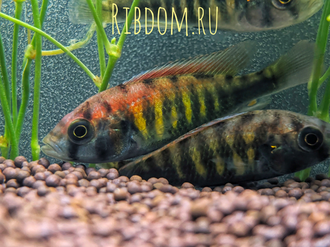 Хаплохромис Найерери (Ниерери) (Haplochromis nyererei) — вид аквариумных рыбок из семейства цихлид.