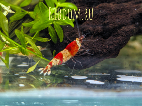 «Красный кристалл» (Caridina cantonensis sp. Crystal Red) — селекционная форма пресноводной креветки Caridina cantonensis из семейства Атидовые. Отличительная особенность — чередование чётких красных и белых полос в окрасе.