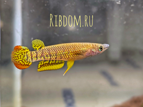 Aplocheilus lineatus (полосатая щучка, полосатая светлоглазка, линеатус) — тропическая пресноводная и солоноватоводная рыба из семейства аплохейловых отряда карпозубообразных.