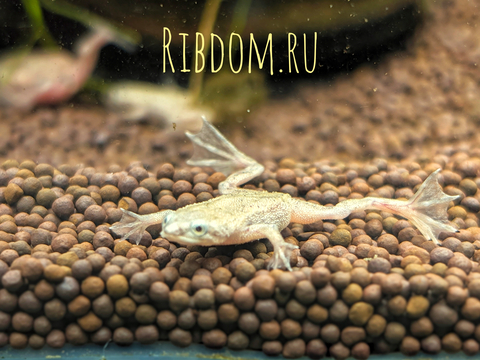 ЛЯГУШКА КАРЛИК ГИМЕНОХИРУС БЕТТГЕРА БЕЛАЯ​ - Hymenochirus boettgeri — вид земноводных семейства пиповых, также известен как карликовый когтеносец или когтеносец Бёттгера. Видовое название дано в честь немецкого зоолога Оскара Бёттгера (1844–1910).
