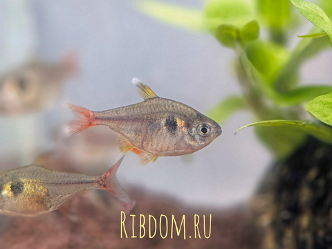 ТЕТРА ОРНАТУС ФАНТОМ ЖЕЛТЫЙ - Hyphessobrycon roseus

Внашний вид

У рыбки серебристо-жёлтое тело, а хвостовой плавник может отливать розовым или красным. Характерная деталь — крупное чёрное пятно примерно посередине корпуса. Половой диморфизм выражен слабо: самки обычно прозрачнее, а окраска их плавников менее заметна.