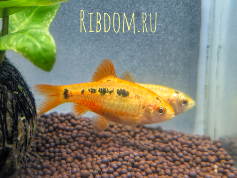 Барбус Шуберта (лат. Barbus semifasciolatus var. schuberti) — небольшая аквариумная рыбка из семейства карповых, искусственная форма зелёного барбуса, полученная селекционным путём американским аквариумистом Томасом Шубертом.