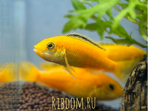 Лабидохромис Еллоу (Labidochromis caeruleus var. «Yellow») — пресноводная тропическая рыба из семейства Цихловые, относится к группе Мбуна. Также известна как цихлида-колибри, лабидохромис лимонный.