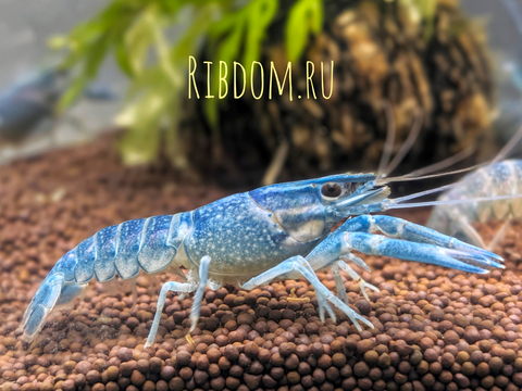 ​Австралийский красноклешневый рак (Cherax quadricarinatus) — это пресноводное ракообразное из отряда десятиногих раков. 

Внешний вид

Тело состоит из двух основных отделов: головогруди (цефалоторакс), покрытой мощным хитиновым панцирем (карапаксом), и подвижного брюшка (абдомен), которое заканчивается широким хвостовым плавником.