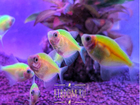 Тернеция GloFish салатовая — генетически модифицированная форма тернеции (Gymnocorymbus ternetzi) с внедрённым флуоресцентным белковым геном из морских организмов (медуз или кораллов). Благодаря этому рыбки светятся в темноте или при ультрафиолетовом или синем освещении.