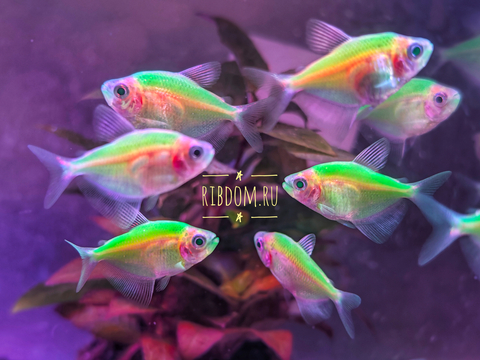 Тернеция GloFish Мятная — генетически модифицированная аквариумная рыбка, полученная путём внедрения в ДНК генов морских организмов (медуз или кораллов), отвечающих за синтез флуоресцентного белка. Это придаёт рыбкам яркую флуоресцентную окраску, которая проявляется под воздействием синего или ультрафиолетового освещения.