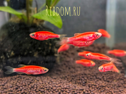 Данио Гло Алый Корал (Danio GloFish «Алый Корал») — генетически модифицированная форма аквариумных рыбок данио-рерио, отличающаяся ярким флуоресцентным свечением.