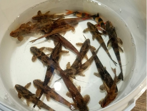 ЛОРИКАРИЯ 8-10см - Rhineloricaria sp. ПРОИЗВОДИТЕЛИ