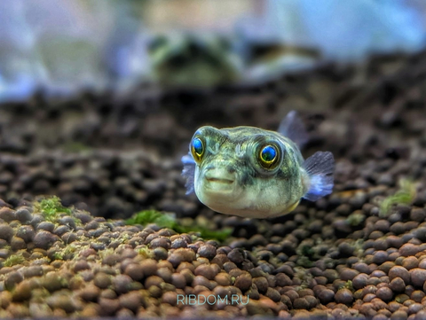 Тетраодон фахака (лат. Tetraodon lineatus) — вид пресноводных и солоноватоводных лучепёрых рыб семейства иглобрюховых. Также известен как африканский скалозуб или нильский тетраодон.