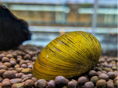 Улитка «Каска» (Neritina pulligera, также известная как «Чёрная Неритина» или Black Military Helmet Snail) — пресноводный моллюск семейства Neritidae, популярный в аквариумистике благодаря способности бороться с водорослями.