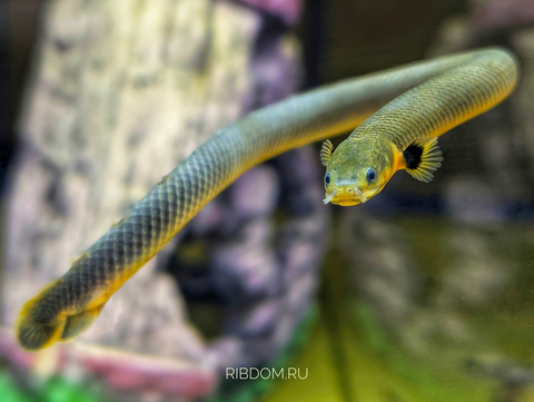 КАЛАБАРСКИЙ КАЛАМОИХТ  - Erpetoichthys calabaricus
