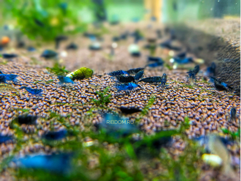 КРЕВЕТКА СИНЯЯ БЛЮ ДРИМ  голубая мечта Blue Dream - Neocaridina heteropoda