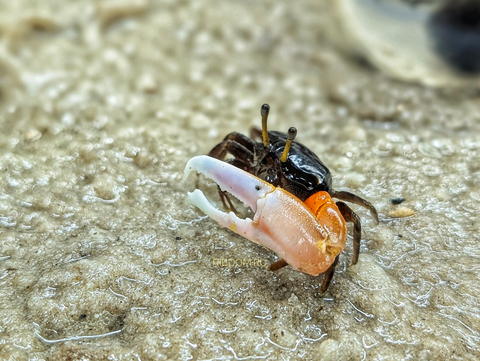 Краб - Скрипач - Tubuca (Fiddler Crab) — род полусухопутных крабов из семейства Ocypodidae.